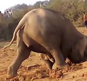 Βίντεο: Μαμά ελέφαντας έσκαβε 11 ώρες μια τρύπα για να απεγκλωβίσει το μικρό της