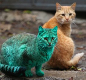 Παγκόσμια Ημέρα της Γάτας με 19 φωτό από τις διάσημες του 2015: Η πράσινη, η κακομαθημένη, η θυμωμένη 