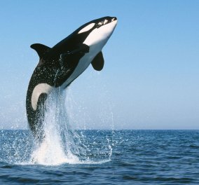 Βίντεο: Αν βλέπατε φάλαινες - όρκα δίπλα σας τι θα κάνατε; Δείτε αυτούς τους τουρίστες 