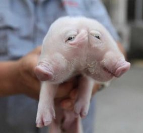 Κίνα: Βρέθηκε κοντά σε βουδιστικό ναό γουρούνι με 2 κεφάλια & 3 αυτιά!