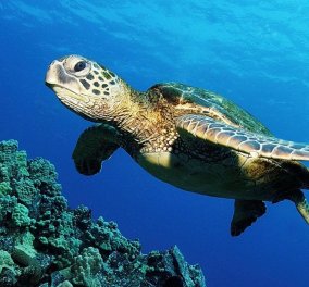 Συγκλονιστικό βίντεο κατά της ρύπανσης των ακτών: Διασώστες βγάζουν καλαμάκι από τη μύτη θαλάσσιας χελώνας