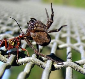 Διαβολική σφήκα υποχρεώνει αράχνες να της πλέκουν ζιπουνάκια για τα μωρά της - Σκοτώνουν την "νταντά" σαν μεγαλώσουν  