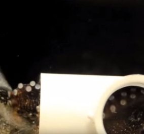 Βίντεο: Η Αχαρακτήριστη συμπεριφορά ενός χταποδιού σε μια γαρίδα λίγο πριν τη φάει!   