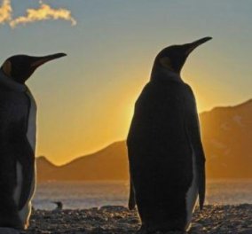 Οι παντρεμένοι πιγκουίνοι ζουν μακριά και αγαπημένοι - Μόνο για το σεξ επιστρέφουν αλλά είναι μονογαμικοί  
