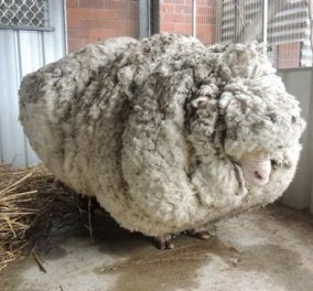 Δείτε τον Κρις: Tο πιο μαλλιαρό πρόβατο στον κόσμο - Είχε να κουρευτεί 5 χρόνια  