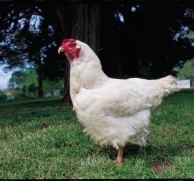 Απίστευτο & όμως αληθινό: Η ιστορία του ακέφαλου κοτόπουλου που κατάφερε να επιβιώσει για... 18 μήνες