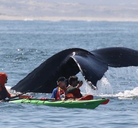 Βίντεο: Η απίστευτη βουτιά της φάλαινας - Βρέθηκε σχεδόν πάνω από το καγιάκ