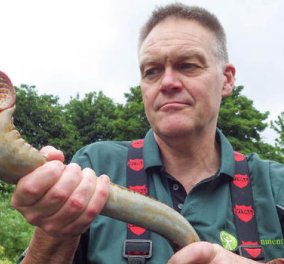 Τρόμος στην Βρετανία: Προϊστορικό ψάρι με κοφτερά δόντια επανεμφανίστηκε σε ποτάμια