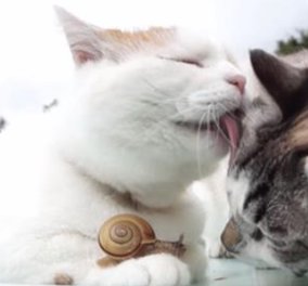 Δύο γάτες κάνουν παρέα μ' ένα σαλιγκάρι - Μια φιλία που θα σας συγκινήσει