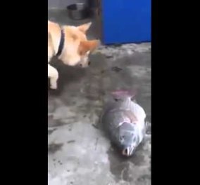 Βίντεο: Απίθανος σκύλος προσπαθεί να σώσει ψάρια- Πρέπει να το δείτε! 