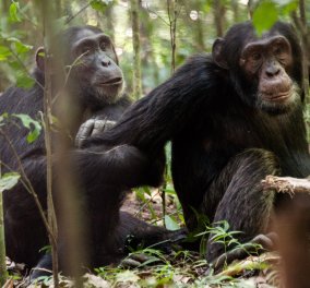 Βίντεο: Πανούργοι χιμπατζήδες καταρρίπτουν drone - Δείτε το! 