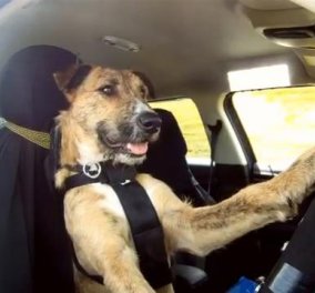 Smile βίντεο: Σκύλος οδηγεί... αυτοκίνητο & εντυπωσιάζει