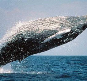 Άγιο είχαν 2 Βρετανοί: Φάλαινα 40 τόνων προσγειώθηκε στο κανό τους 