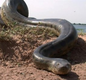 Βίντεο που σοκάρει: Κάμερα κατέγραψε το μεγαλύτερο φίδι στον κόσμο 