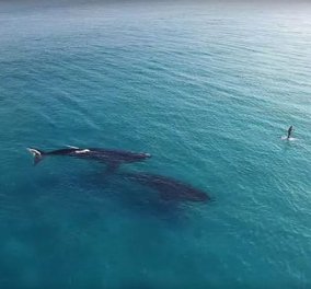 Μοναδικό θέαμα: Τετ α τετ σέρφερ με 2 φάλαινες όπως το κατέγραψε drone!