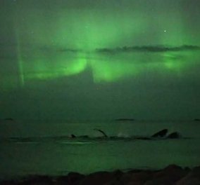 Εκπληκτικό βίντεο: Φάλαινες κολυμπούν στο φως του Βόρειου Σέλαος