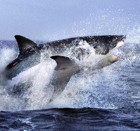 Βίντεο: Λευκός καρχαρίας καταβροχθίζει φώκια μπροστά στα μάτια τουριστών