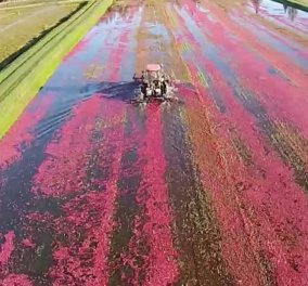 Δείτε τη συγκλονιστική ''κόκκινη'' συγκομιδή των cranberries - Μια θάλασσα από το θαυματουργό φρούτο (βίντεο) 