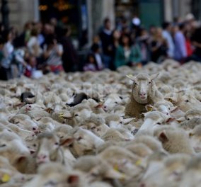Βίντεο: 2.000 πρόβατα ξεχύθηκαν στους δρόμους της Μαδρίτης & προκάλεσαν πανικό