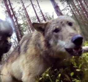 Βίντεο: Δείτε τη μάχη ενός σκύλου με δύο λύκους σε δάσος της Σουηδίας 