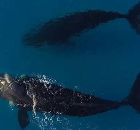 Ωραίο βίντεο: 2 γιγάντιες φάλαινες παίζουν με 1 σέρφερ & το θέαμα είναι μοναδικό 