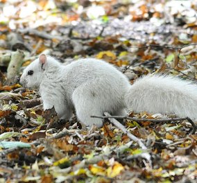 Να δούμε ένα σπανιότατο λευκό σκίουρο που εντοπίστηκε σε φθινοπωρινό σκηνικό; Μake your day! 