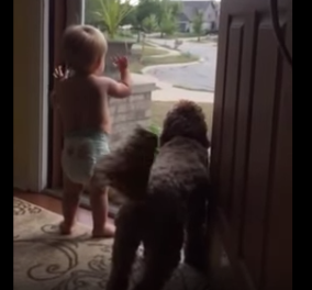 Βίντεο: Μωρό και σκύλος τρελλαίνονται όταν βλέπουν τον μπαμπά να επιστρέφει σπίτι