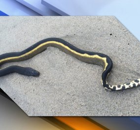Σαν κακό όνειρο: Eπικίνδυνα και δηλητηριώδη φίδια σκορπούν τον τρόμο στις ακτές της Καλιφόρνιας