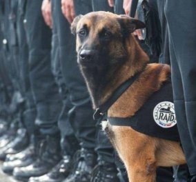  Diesel λεγόταν το σκυλί που σκοτώθηκε από τους τρομοκράτες τα ξημερώματα – Συγκινητικά τα μηνύματα στα social media