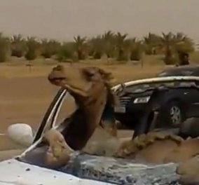 Βίντεο: Δείτε τι γίνεται όταν μια καμήλα σφηνώσει στην θέση  του οδηγού και είναι έτοιμη για βόλτα