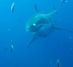 Βίντεο: Ο μεγαλύτερος καρχαρίας που έχει καταγραφεί ποτέ από κάμερα - Μπορεί να σας κατασπαράξει άνετα!