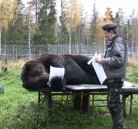 Smile βίντεο: Αρκούδα ζωγραφίζει μοναδικά έργα τέχνης & οι δημιουργίες της γίνονται viral