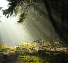 Το βίντεο έγινε viral: Έδαφος «αναπνέει» σε δάσος στον Καναδά - Απίστευτο! 