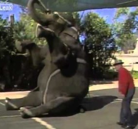 Συγκινητικό βίντεο: Εργαζόμενος σε τσίρκο συναντάει τον ελέφαντα που φρόντιζε μετά από 15 χρόνια