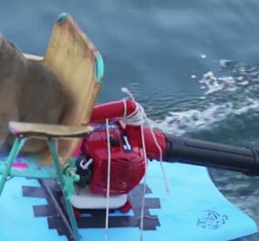 Smile βίντεο: Γάτος κάνει βόλτα με ένα αυτοσχέδιο «τζετ σκι» για να πάρει πίσω... τα ψαράκια του