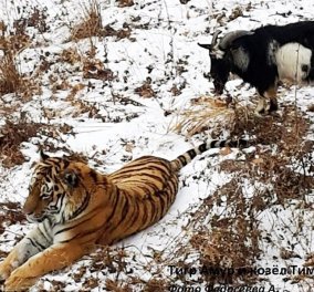 Μια μοναδική ιστορία φιλίας: Όταν η τίγρης εχίνε κολλητούλα με μια κατσίκα αντί να την καταβροχθίσει -Βίντεο  