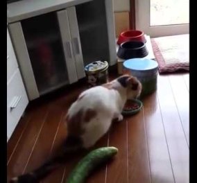 Βίντεο: Η σχέση μίσους μεταξύ γάτας και... αγγουριού - Δείτε πως αντιδρούν!