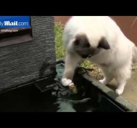 Απίστευτο βίντεο: Γάτα αντί να απολαύσει ένα τέλειο γεύμα με ένα ψάρι του σώζει την ζωή