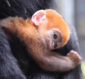 Αυτός είναι ο πιο σπάνιος πίθηκος ! Ο πορτοκαλί Nangua έχει δυο νταντάδες & την μαμά του να τον περιποιούνται