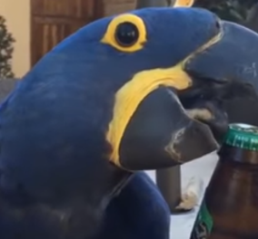 Γελάμε; Ώρα είναι! Παπαγάλος ανοίγει μπουκάλι μπύρας με το ράμφος του - Βίντεο