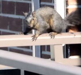 Απίστευτο βίντεο: Τολμηρός σκίουρος ξεγελάει τον θάνατο & πηδάει στο κενό!
