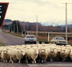 Μεθυσμένη οδηγός σκότωσε 38 πρόβατα: Τα τσάκισε με το αυτοκίνητο της