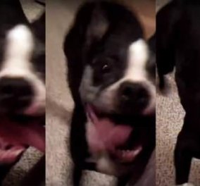 Βίντεο: Ο σκύλος - "Τζον Τραβολτα" χορεύει & κατακτά φίλους στο internet 