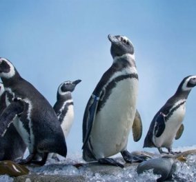 Βίντεο: Αυτά τα πιγκουινάκια προσπαθούν να αποδράσουν από το ζωολογικό κήπο, έλα όμως...