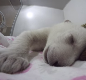 Απολαυστικό βίντεο: Πολική αρκούδα βλέπει όνειρα και κάνει περίεργους ήχους!