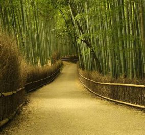 "Δάσος των μπαμπού που τραγουδάνε": Ο επίγειος παράδεισος της Ιαπωνίας - Φωτό - Ένα θαύμα της φύσης