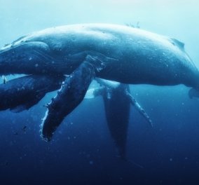 Το δράμα  μιας μητέρας φάλαινας: Οι δύτες βιντεοσκοπούσαν το θρήνο για το χαμό των παιδιών της 