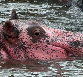 Ο σπάνιος ροζ ιπποπόταμος παίρνει το μπάνιο του αμέριμνος στην Κένυα