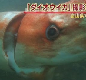 Ένα θέαμα σπάνιο & τρομακτικό: Γιγαντιαίο κόκκινο καλαμάρι κατέγραψε κάμερα στην Ιαπωνία