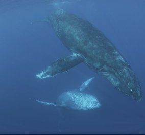 Ασύλληπτο! Το National Geographic κατέγραψε τον ήχο μιας ερωτευμένης φάλαινας - Ακούστε την! 